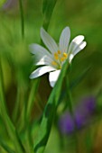 Cerastium in lawn