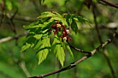 Acer circinatum (young maple leaves and flowers)