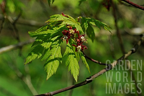 Acer_circinatum_young_maple_leaves_and_flowers