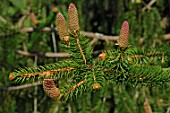 Picea (Pine Cone)