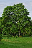 Acer cappadocicum in spring