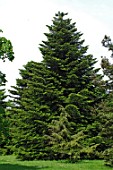 Abies (Fir tree) in spring