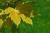 Acer pseudoplatanus Prinz Handjery, foliage