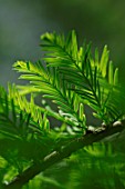 Taxodium distichum - new shoots