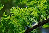 Taxodium distichum - new shoots