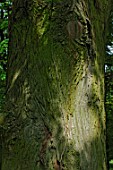 Trunk of Taxodium distichum