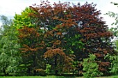 Fagus sylvatica (common beech)