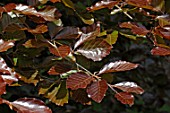 Foliage of Fagus sylvatica (common beech)