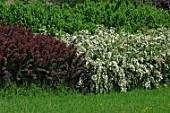 Cotinus and flowering Spiraea x vanhouttei