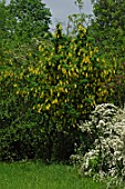 Laburnum anagyroides in flower illuminating a corner of garden