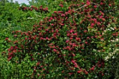 Crataegus laevigata, flowering