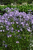 Phlox divaricata