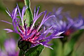 Centaurea montana