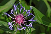 Centaurea montana