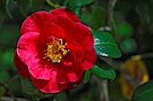 Camellia Grand Prix