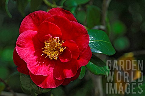 Camellia_Grand_Prix