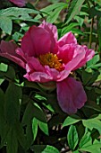 Paeonia  Mizukage (Peony)