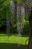 Wisteria flower