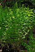 Osmunda regalis (Royal fern in spring)