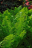 Dryopteris