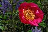 Paeonia lactiflora Honor (Peony)