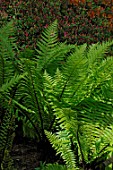 Dryopteris clintoniana (Fern)