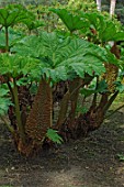 Gunnera in a shady border