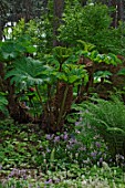 Gunnera in a shady border