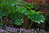 Gunnera in a shady border