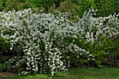 Exochorda x macrantha