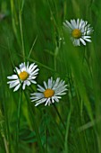 Bellis perennis (Daisies) in a lawn