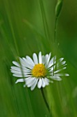 Bellis perennis (Daisy) in a lawn