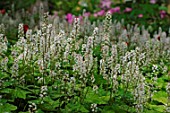 Tiarella cordifolia (Foamflower)