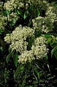 Flowers of Cornus controversa
