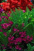 Border of fern and Rhododendron flowers