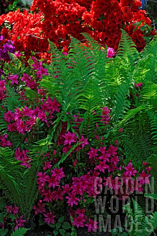Border_of_fern_and_Rhododendron_flowers