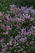 Syringa (Lilac) flowering