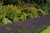 Border of Lavandula, Solidago and Aster