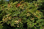 Sorbus domestica fruits