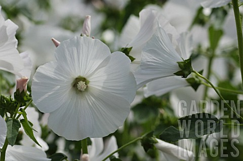 White_flowers_of_a_Lavatera