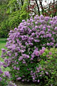 Syringa reflexa in flower (lilac)