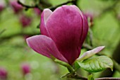 Magnolia x soulangeana flower