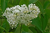 Syringa Schneeweizchen