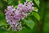 Syringa Wedgwood Blue