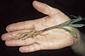 Zea mays (Corn) seedling attacked by a larvae of wireworm