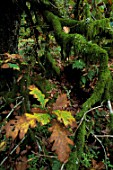 Young seedling of Quercus (Oak) in underwood, France