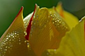 Dew on a Tulipa