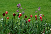 Tulips and Matthiola