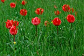 Tulipa kaufmanniana Fritz Kreisler