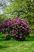 Syringa yunnanensis in flower